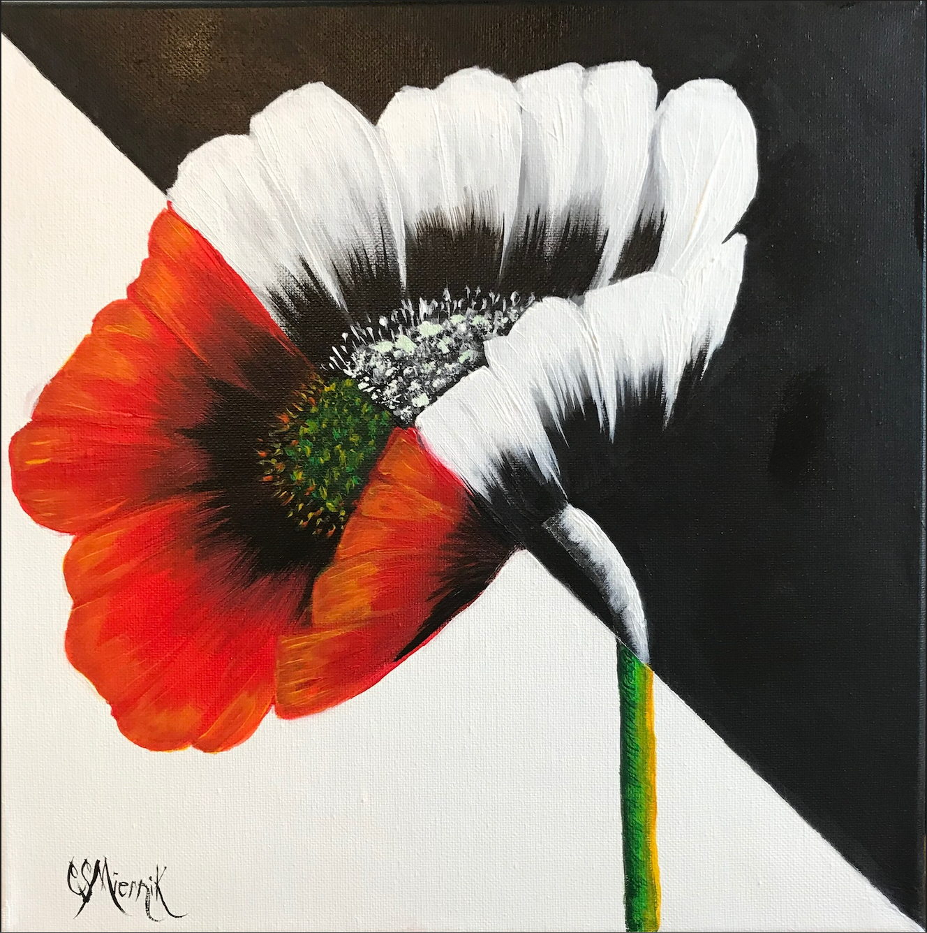 Two Toned Poppy
